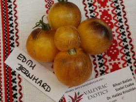 Edith Bernhard paradicsom - Paradicsom különlegességek az Egzotikus Növények Stúdiója kínálatából